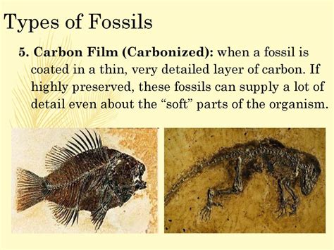 Carbon Film Fossil