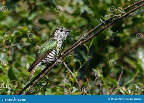 Shining Bronze Cuckoo on Migration To New Zealand Stock Photo - Image of australia, nature ...