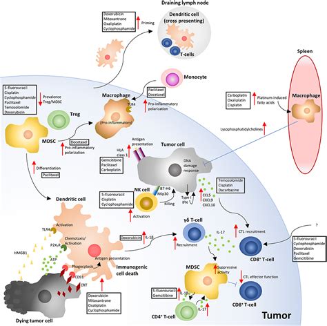 Frontiers | Cytotoxic Chemotherapy as an Immune Stimulus: A Molecular Perspective on Turning Up ...