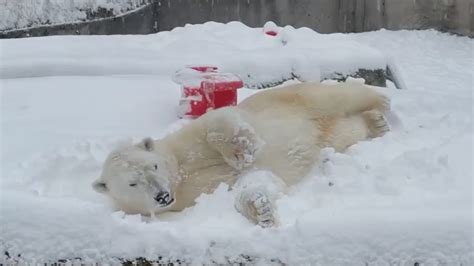 Watch this adorable polar bear play and nap in freshly fallen snow