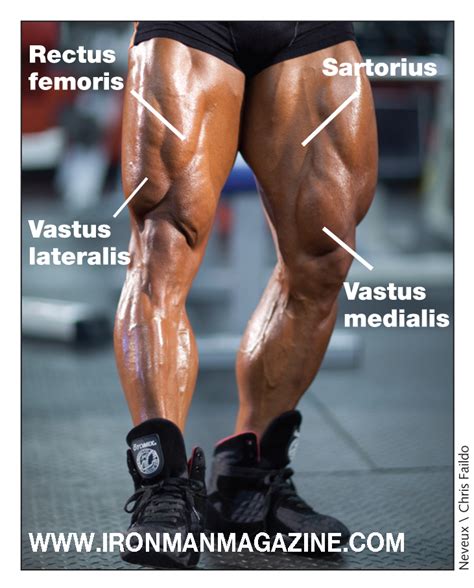 Q&A: Quads vs. Thighs and Full vs. Partial Deadlifts