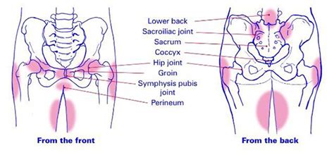 Groin Muscles Diagram - Anatomy of the Groin Area - home to some of the more stubborn soft ...