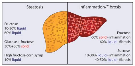 Cells | Free Full-Text | Diet-Induced Models of Non-Alcoholic Fatty Liver Disease: Food for ...