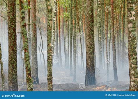 Smoke and fire in the wood stock photo. Image of color - 6342170