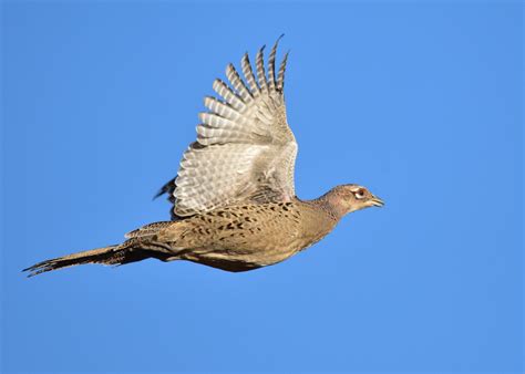 Ring-necked Pheasant | Audubon Field Guide