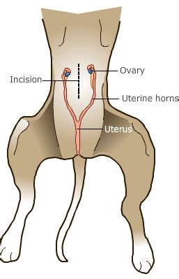 Spaying | Niles Animal Hospital & Bird Medical Center