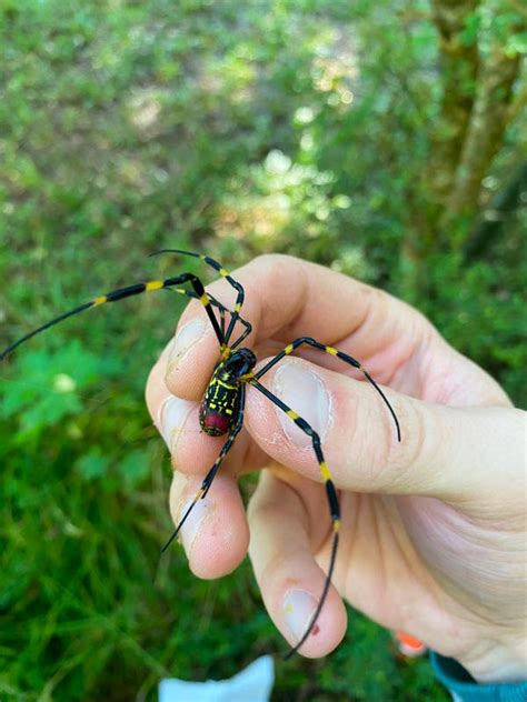 Giant venomous flying joro spiders to invade the New York area in 2024