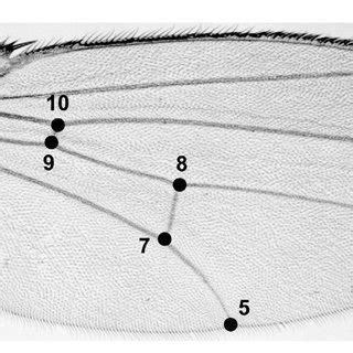 Drosophila melanogaster. Wing landmarks used to analyze size and shape ...