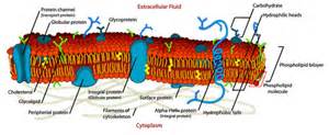 File:Cell membrane detailed diagram edit2.svg - Wikipedia