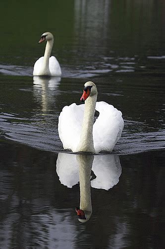 The Swan Pair at Highlands Lake | Rob Travis | Flickr