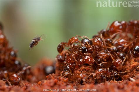 Stock photo of Phorid fly (Pseudacteon tricuspis) female attacking Fire ...