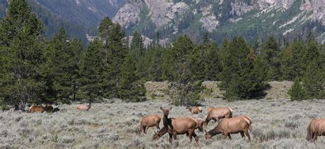 Grand Teton National Park Wildlife - National Park Photographer