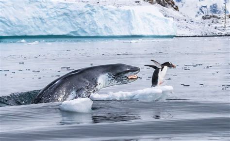 A leopard seal hunting a penguin in Antarctica : r/natureismetal