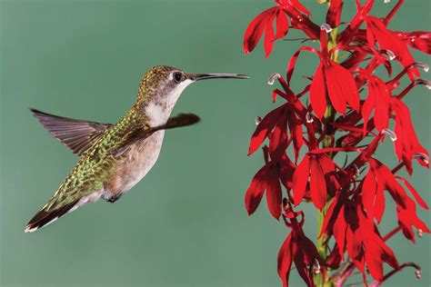 Attracting Hummingbirds | Missouri Department of Conservation