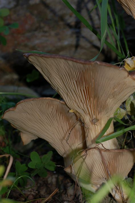 Pleurotus eryngii? , Natura Mediterraneo | Forum Naturalistico