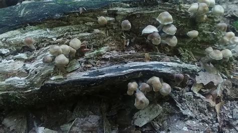 Psilocybe caerulipes - YouTube