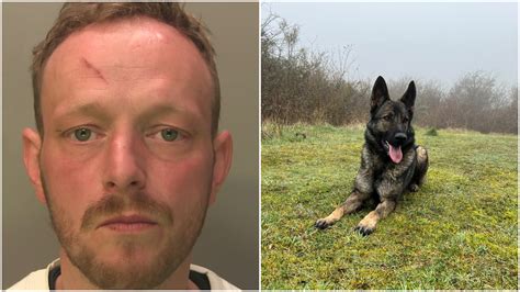 Jail for Worthing burglar tracked down by police dog after stealing ...