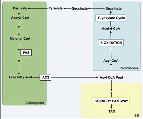 Fatty acids synthesis and catabolism take place simultaneously in plant ...