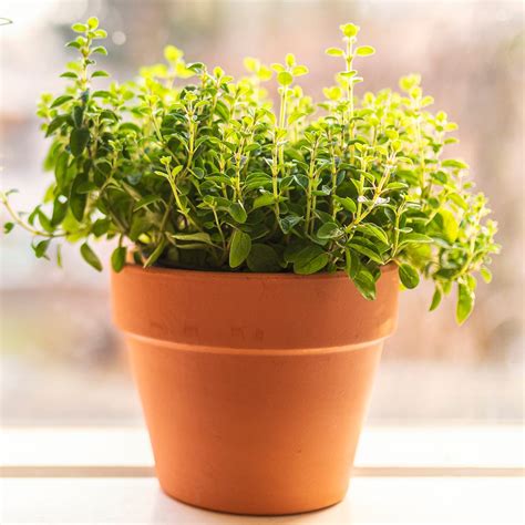 The Fastest Growing Indoor Herb Plants to Start Today | Taste of Home