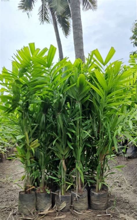 Green Parlor Palm Plant, For Plantation at Rs 150 in Rajarhat Gopalpur | ID: 20472648297