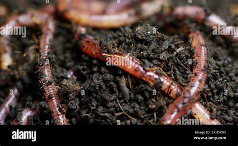 Worms in soil Stock Videos & Footage - HD and 4K Video Clips - Alamy