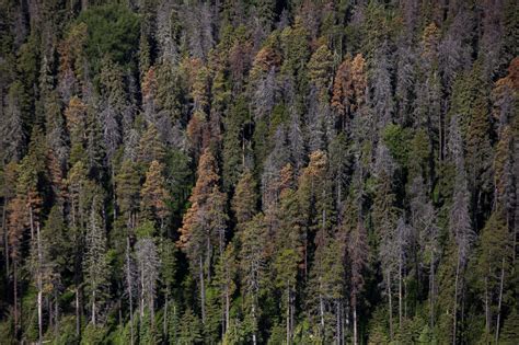 Mountain Pine Beetle Infestations Are Killing Forests, Could Worsen ...