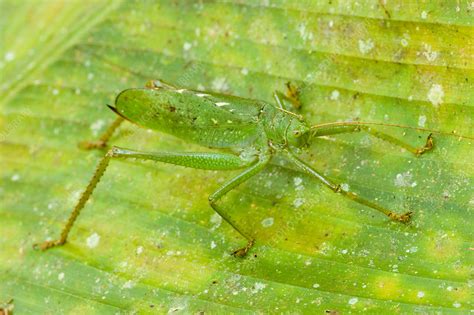 Camouflaged Katydid - Stock Image - Z305/0358 - Science Photo Library