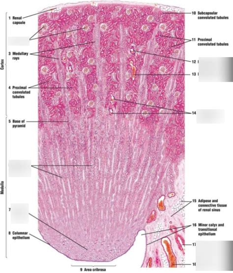 Renal Pyramid Histology