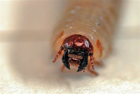 Green June Beetle larva - Cotinis nitida | Explore Rob Swats… | Flickr ...