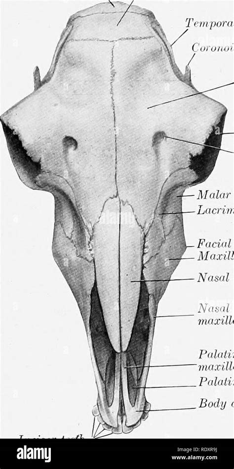 Foramen supraorbital Black and White Stock Photos & Images - Alamy