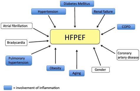 Inflammation in HFpEF: Key or circumstantial? - International Journal of Cardiology