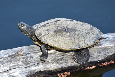 False Map Turtle (Graptemys pseudogeographica) - Reptiles and ...