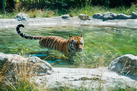 In pictures: Chessington zoo animals keep cool during heatwave with ice lollies and pool dips ...