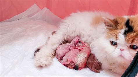 cat giving birth - YouTube