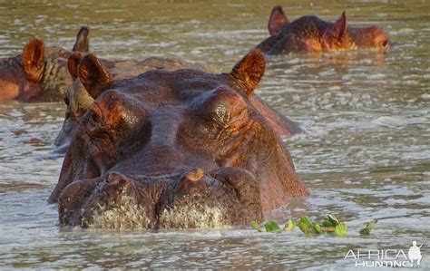 Hippo Benin Wildlife | AfricaHunting.com