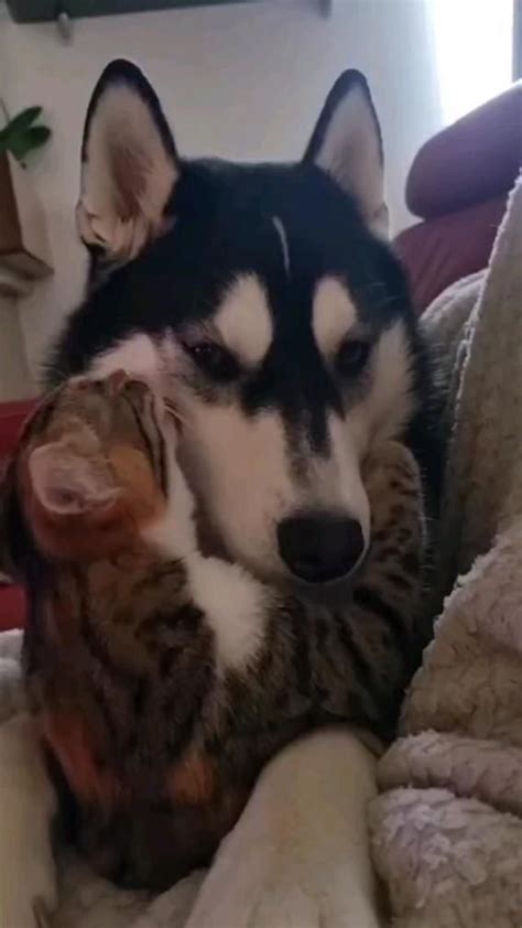 dog and cat #animals #family #friend | Cute funny animals, Cute baby ...