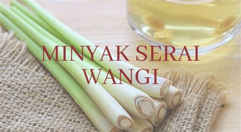 Serai Wangi In English : Serai Wangi Kleenfix - Kelsi Hoeger