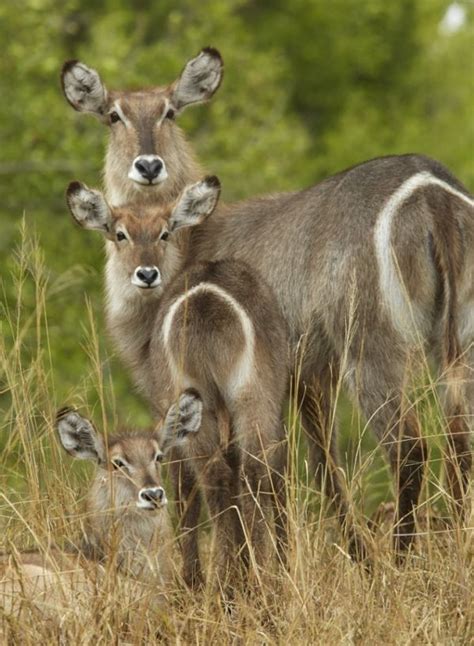 KRUGER NATIONAL PARK | Animals wild, Animals, African animals