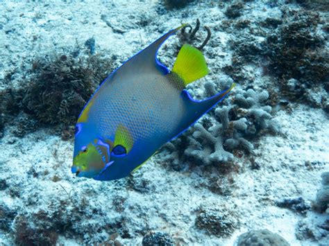 "Queen Angelfish" Images – Browse 392 Stock Photos, Vectors, and Video ...