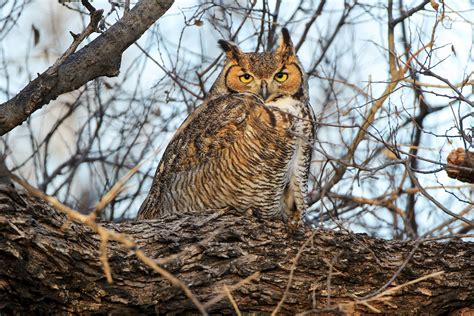 Why Great Horned Owls Start Nesting in the Winter | Audubon