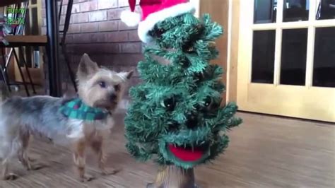 Best of christmas vines - The new year 2016 Christmas vines - Santa ...