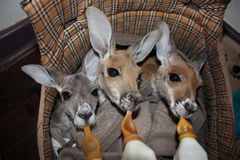 There's a sanctuary for orphaned kangaroos in Australia, and it's awesome