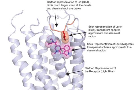 How Long Does LSD Last? -- Science of Us