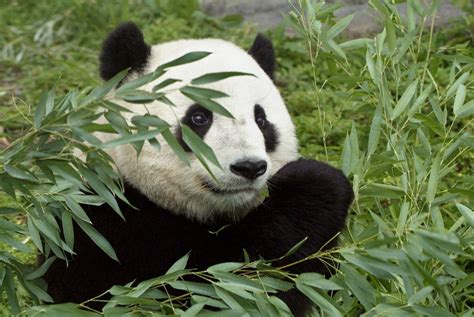 Half of Giant Panda Habitat May Vanish in 70 Years, Scientists Say | Live Science