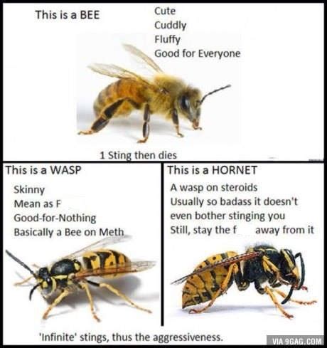 Bug Eric: Bee vs. Wasp Memes Perpetuate Ignorance