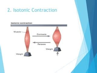 Types of skeletal muscle fibers, motor unit,isotonic and isometric ...