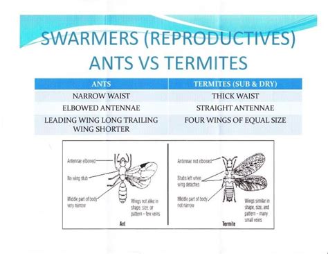 Swarmer Ants & Termites | Termites, Integrated pest management, Pest control