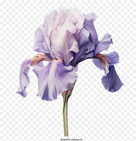 Bunga Iris, Ungu, Halus gambar png