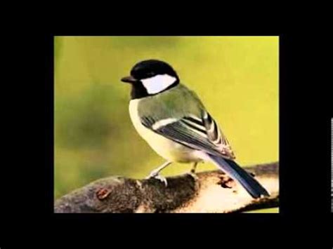 Bird Chirping Sound Effect - YouTube