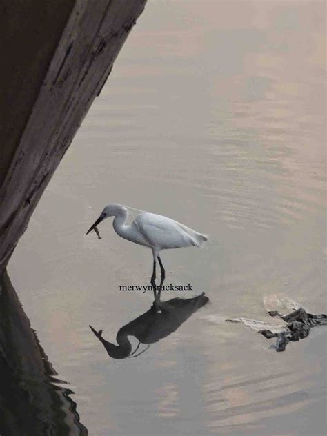 Flamingoes at Sewri Jetty | The journey of a thousand miles begins with one step